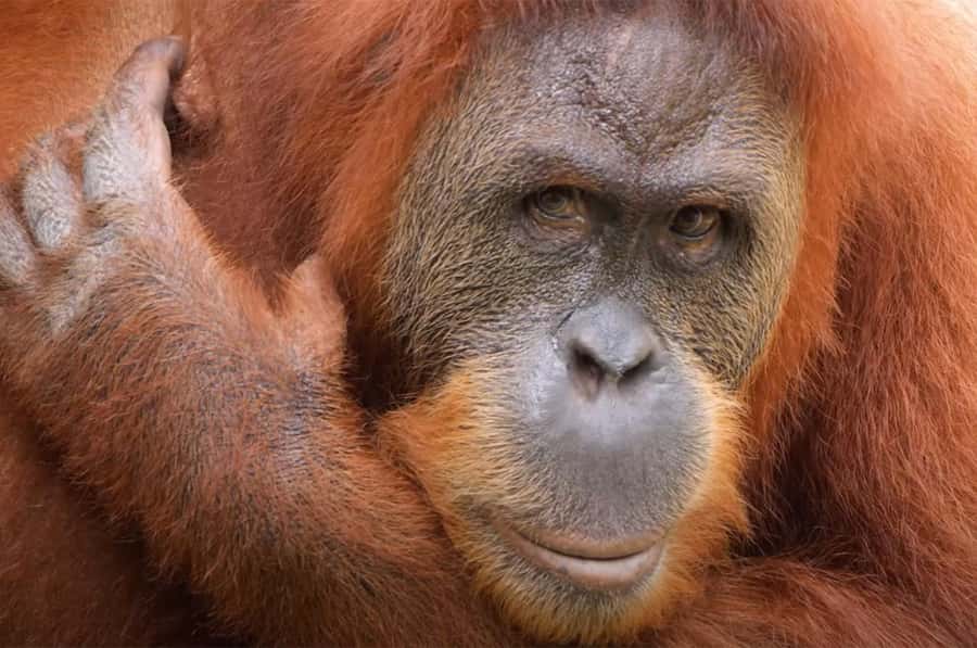 New Orleans: Audubon Zoo or Combo Ticket - What the $31 ticket really gets you