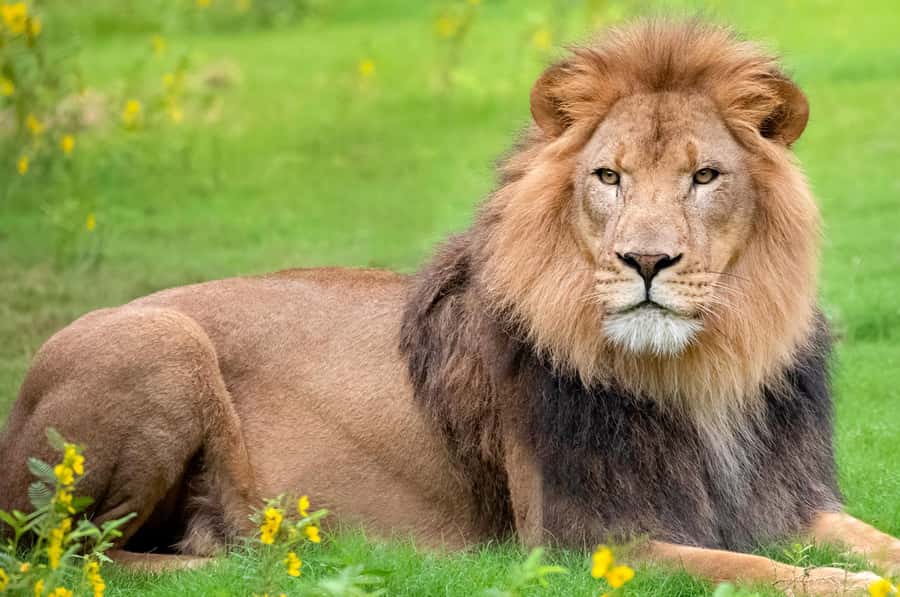 New Orleans: Audubon Zoo or Combo Ticket - Lions, orangutans, and endangered species