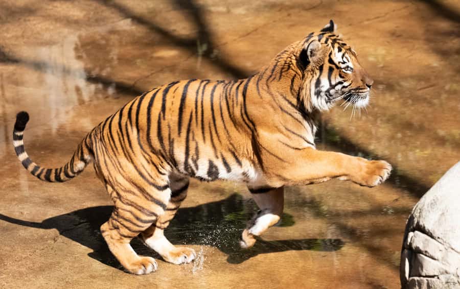 New Orleans: Audubon Zoo or Combo Ticket - Monkey Hill gives children room to climb