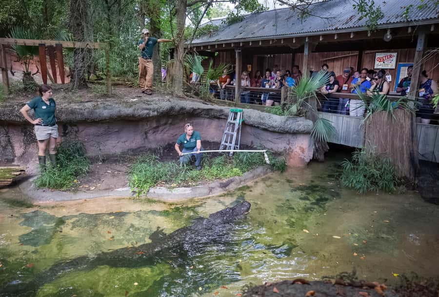 New Orleans: Audubon Zoo or Combo Ticket - Jaguar Jungle brings Central America to New Orleans
