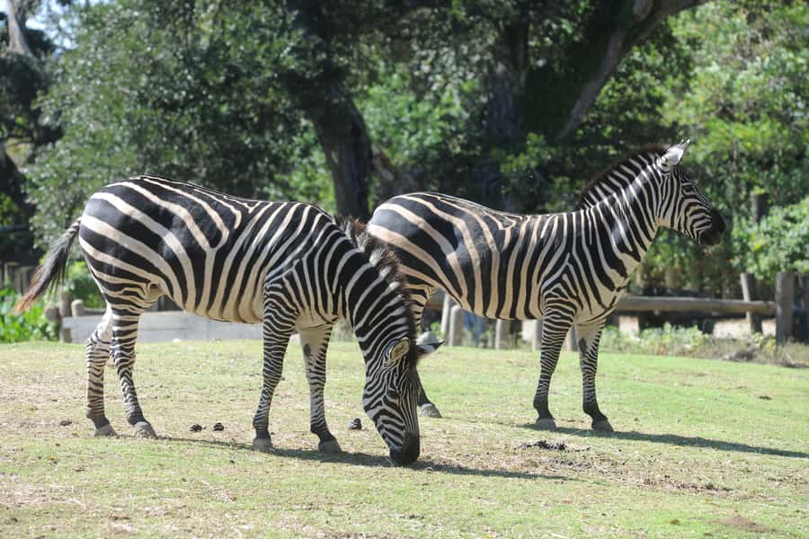 New Orleans: Audubon Zoo or Combo Ticket - Adding the aquarium and insectarium