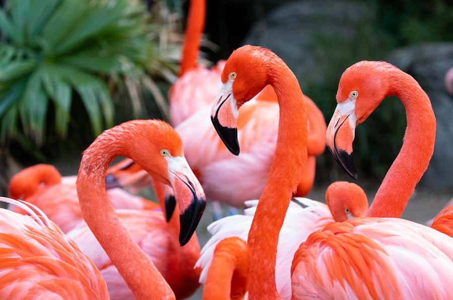 New Orleans: Audubon Zoo or Combo Ticket - Start with Louisiana Swamp