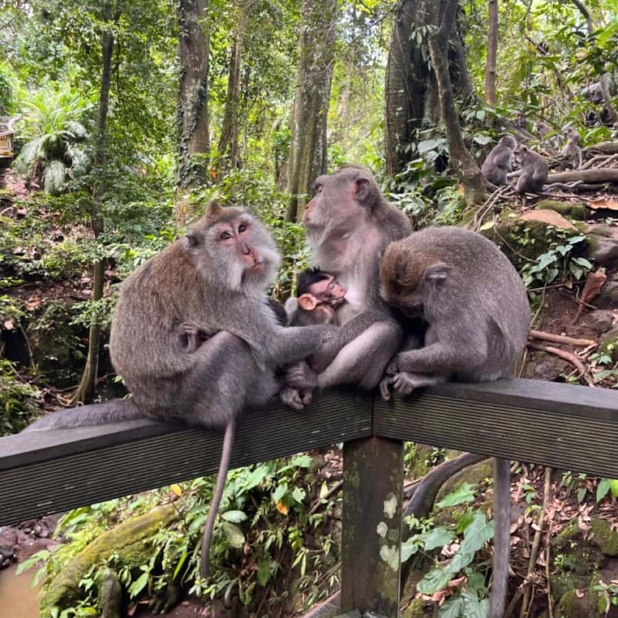 North Bali: Monkey Forest -Waterfall- Rice Terrace-Ulun Danu - Why this North Bali route works