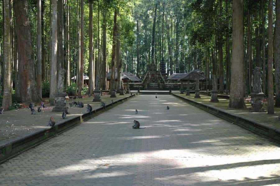North Bali: Monkey Forest -Waterfall- Rice Terrace-Ulun Danu - Sangeh Monkey Forest and its macaques