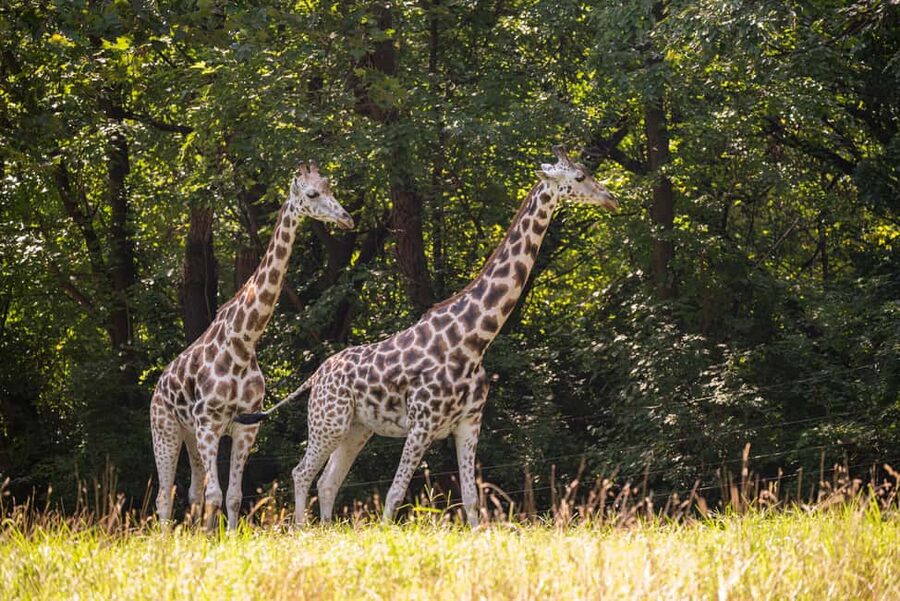 NYC: Bronx Zoo Entry Ticket - Key points to know before you go
