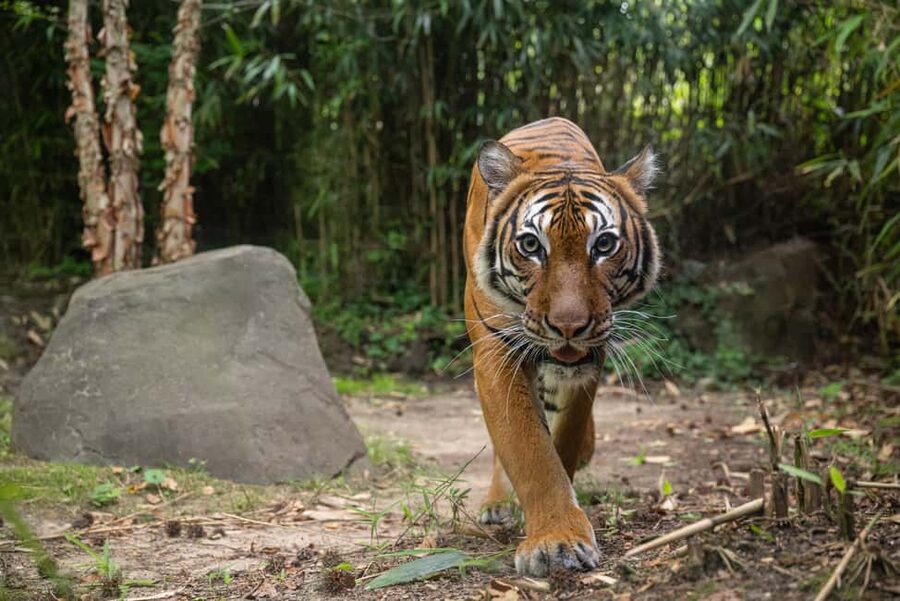 NYC: Bronx Zoo Entry Ticket - A full day among 11,000 animals