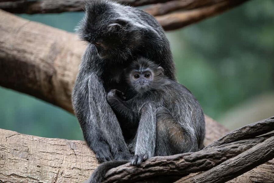 NYC: Bronx Zoo Entry Ticket - Wild Asia Monorail and the Zoo Center