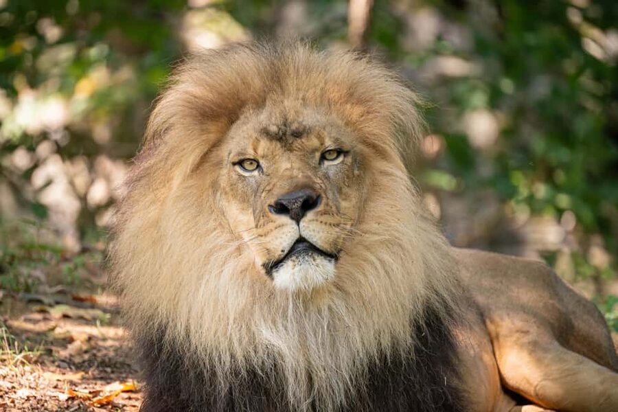 NYC: Bronx Zoo Entry Ticket - World of Darkness and Madagascar’s unusual animals