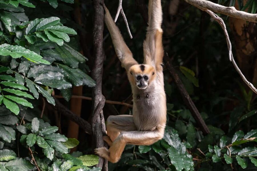 NYC: Bronx Zoo Entry Ticket - World of Reptiles and JungleWorld