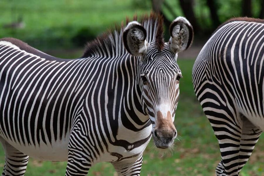 NYC: Bronx Zoo Entry Ticket - Seasonal attractions and family features