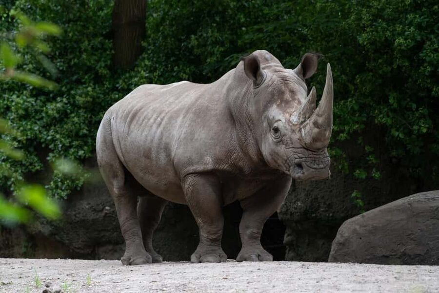 NYC: Bronx Zoo Entry Ticket - Choosing the right entrance at the Bronx Zoo