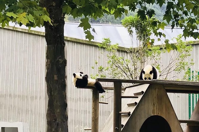 One Day Trip to Chengdu Panda Base and Leshan Buddha Tour - What the private driver does, and does not do