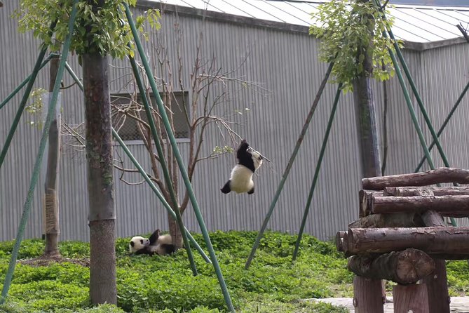 One Day Trip to Chengdu Panda Base and Leshan Buddha Tour - Who should book this day trip
