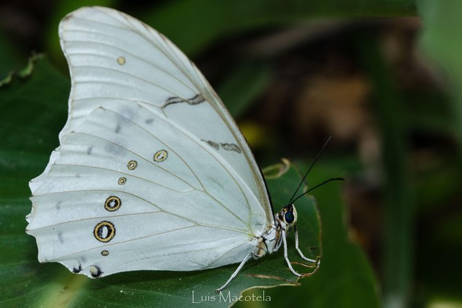 Openwork butterfly garden - What happens during the two-hour visit