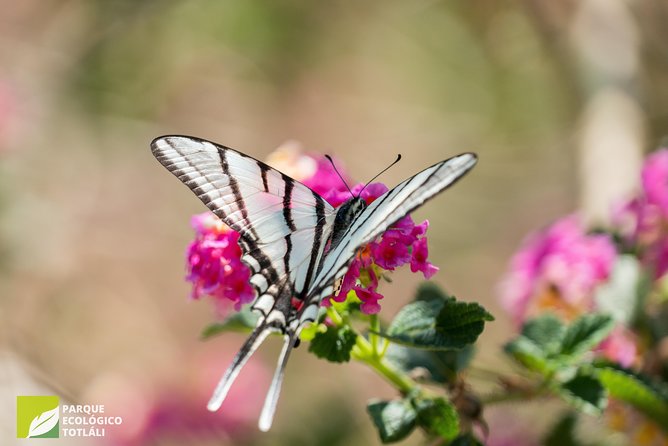 Openwork butterfly garden - Butterflies, flowers, insects, and hummingbirds