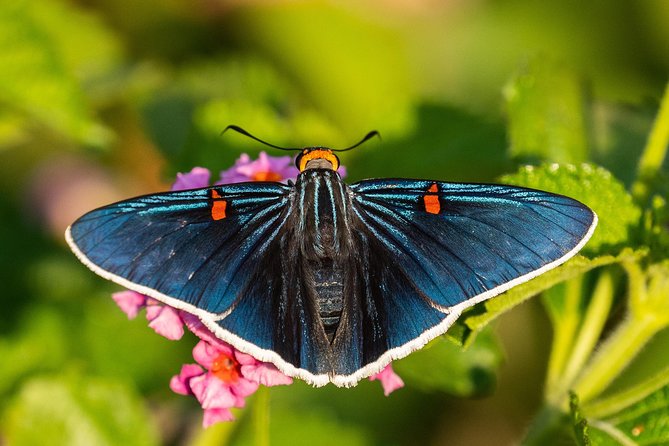 Openwork butterfly garden - A visit with a conservation message