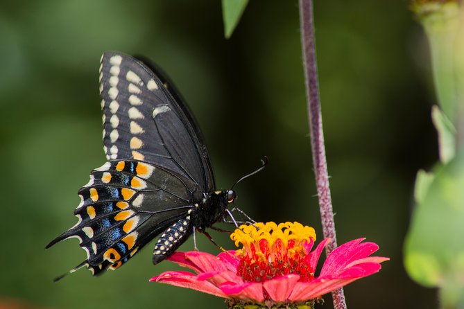 Openwork butterfly garden - Food, timing, and what to plan