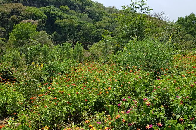 Openwork butterfly garden - Weather matters more than usual