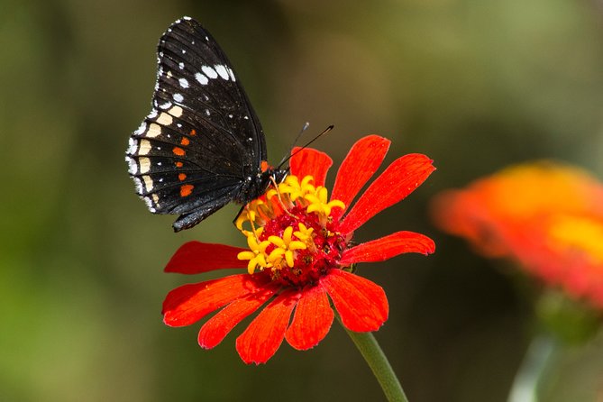 Openwork butterfly garden - The value of a private nature tour