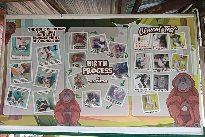Orangutan Island, A Responsible Wildlife Sanctuary Experience - Watching rescued orangutans from a secure area