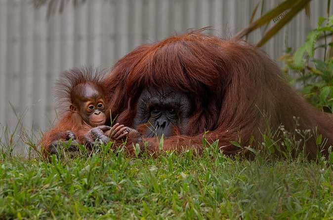 Orangutan Island, A Responsible Wildlife Sanctuary Experience - What the six to seven hour schedule means