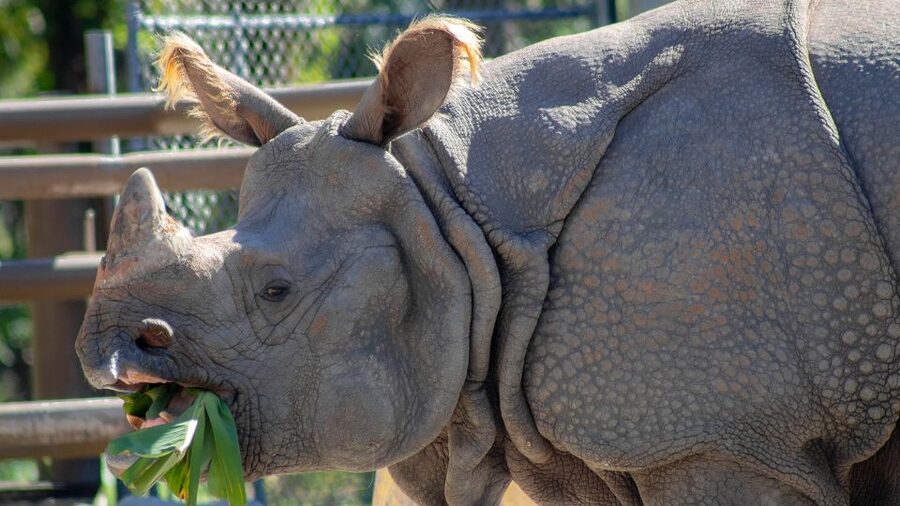 Orlando: Central Florida Zoo Skip-the-Line Ticket - Botanical gardens and butterfly watching