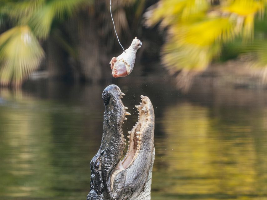 Orlando: Drive-Thru Safari Park at Wild Florida - Key points to know before you go