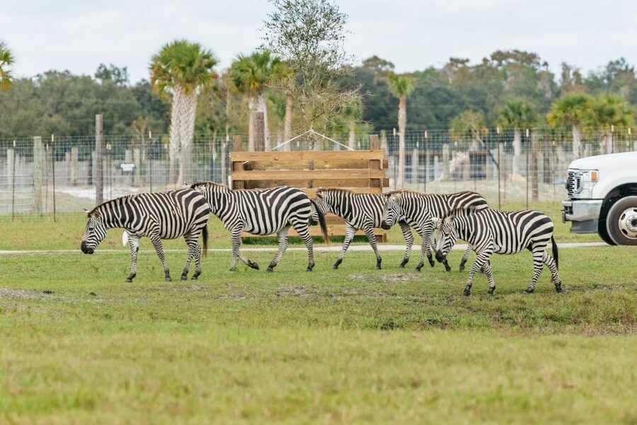 Orlando: Drive-Thru Safari Park at Wild Florida - Booking and cancellation details