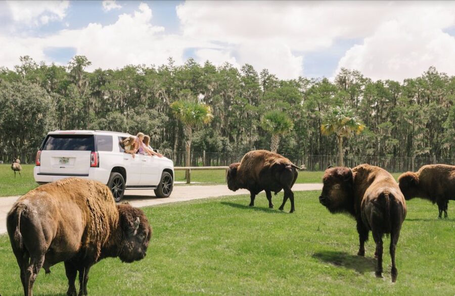 Orlando: Drive-Thru Safari Park at Wild Florida - A safari where your car becomes the viewing platform