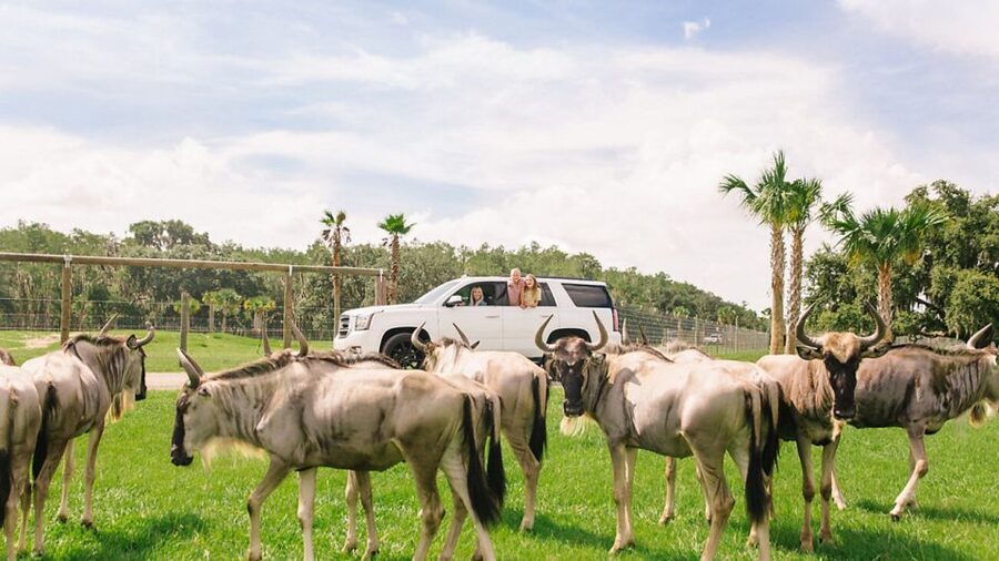 Orlando: Drive-Thru Safari Park at Wild Florida - The giraffe feeding stop
