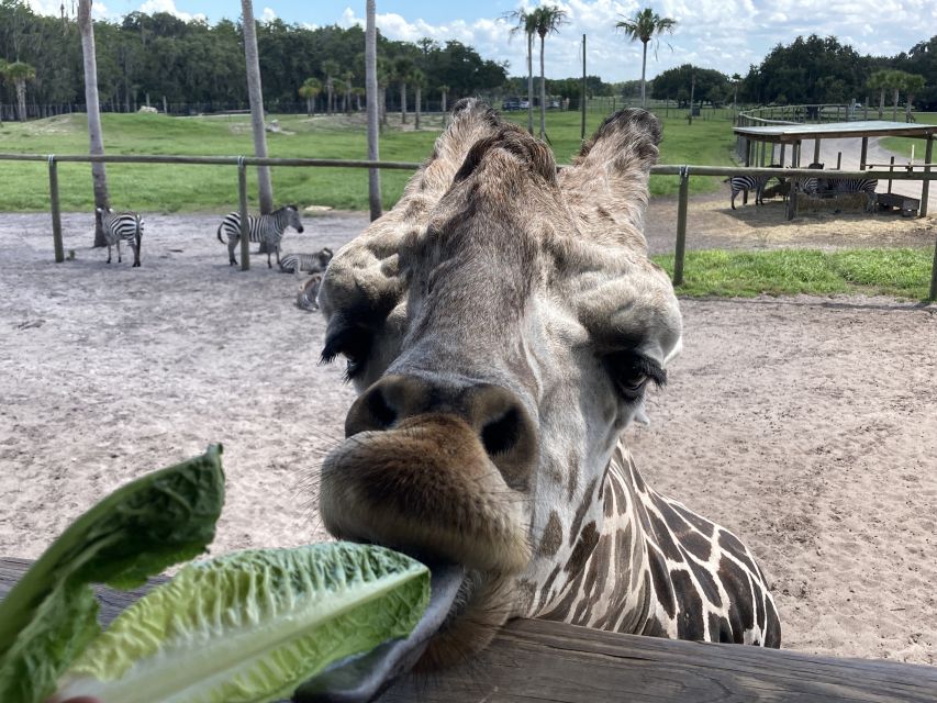 Orlando: Drive-Thru Safari Park at Wild Florida - How long should you allow?