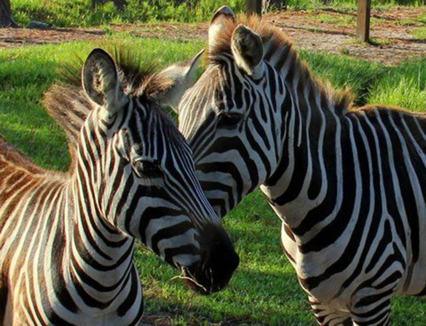 Orlando: Everglades Airboat Ride and Wildlife Park Ticket - Key Points at a Glance