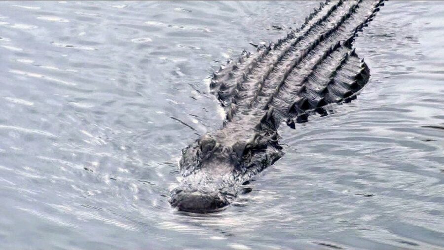 Orlando: Everglades Airboat Ride and Wildlife Park Ticket - The 30-Minute Airboat Ride Across 4,200 Acres
