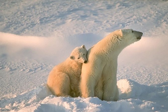 Ounasvaara and Ranua Zoo - Key points at a glance