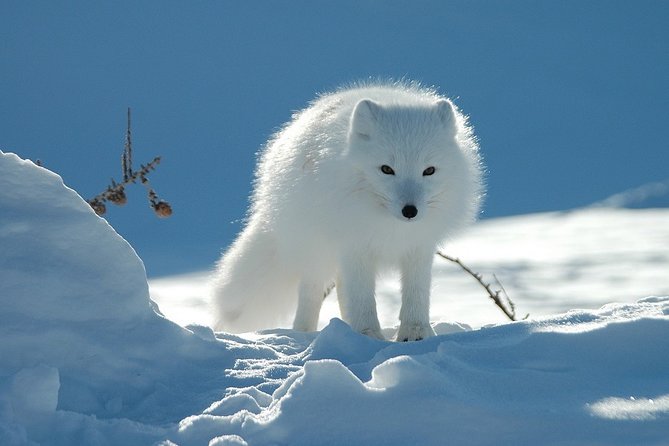 Ounasvaara and Ranua Zoo - Two very different sides of Lapland in one day