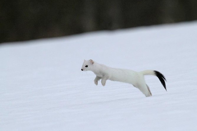 Ounasvaara and Ranua Zoo - Who will enjoy this outing most?