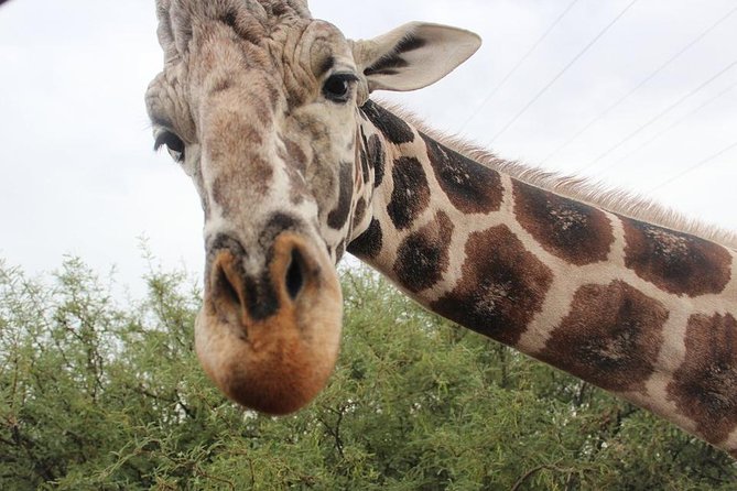 Out of Africa Wildlife Park Admission Ticket - Key Points To Know Before You Go