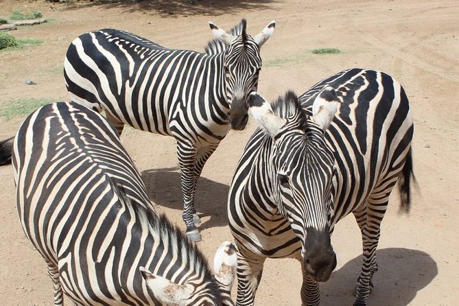 Out of Africa Wildlife Park Admission Ticket - Walking Among Hundreds of Animals