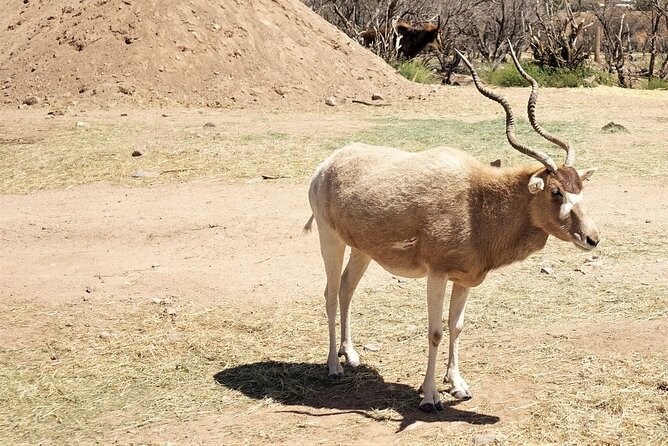 Out of Africa Wildlife Park Admission Ticket - How Much Time You Really Need