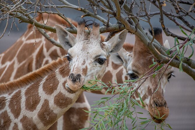 Out of Africa Wildlife Park Admission Ticket - Price, Parking, and Practical Details