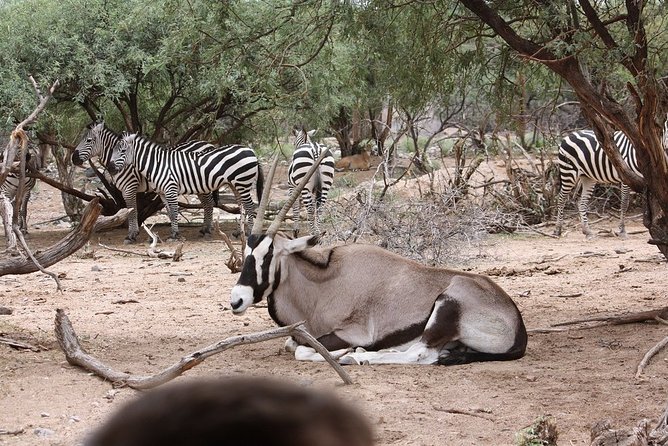 Out of Africa Wildlife Park Admission Ticket - Starting With the African Bush Safari