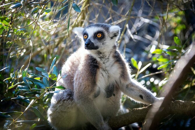 Pafos Zoo Ticket - The parrot show and children’s farm