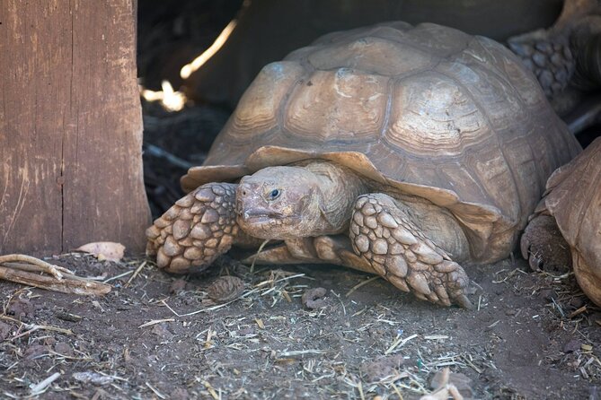 Pafos Zoo Ticket - Is $22.28 good value?