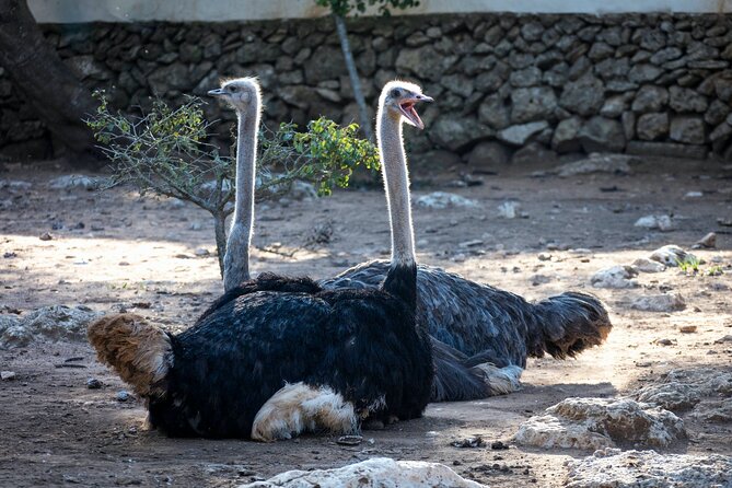 Pafos Zoo Ticket - Animal welfare and what to expect