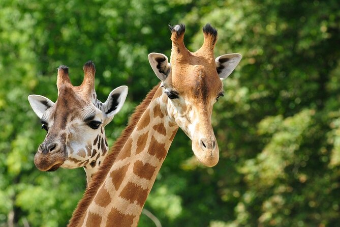 Pafos Zoo Ticket - The animals, from lemurs to wallabies