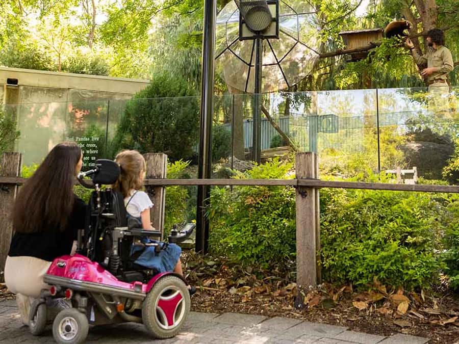 Panda & Friends Tour and a Day at Adelaide Zoo - Key points to know before booking