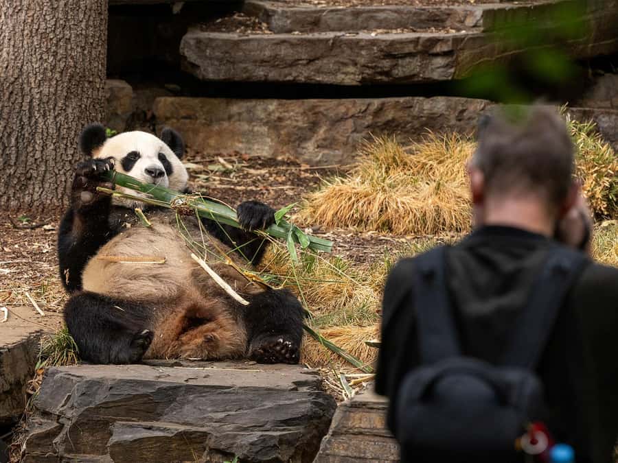 Panda & Friends Tour and a Day at Adelaide Zoo - Why the early panda viewing matters