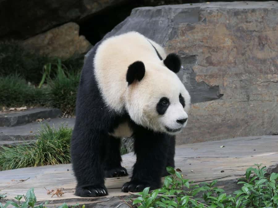 Panda & Friends Tour and a Day at Adelaide Zoo - A guided walk beyond the panda habitats