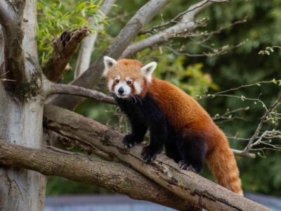Panda & Friends Tour and a Day at Adelaide Zoo