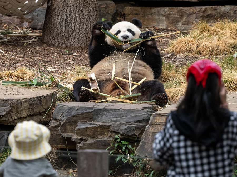 Panda & Friends Tour and a Day at Adelaide Zoo - Morning tea at Wisteria Café